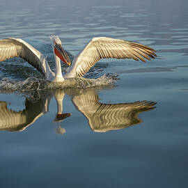 Landing pelican - Lake Kerkini by Jivko Nakev