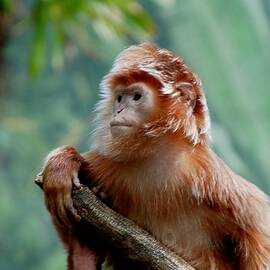 Langur Monkey Looking Ahead by Richard Bryce and Family