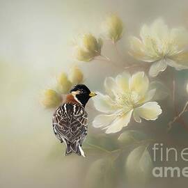 Lapland Bunting and Flowers by Eva Lechner