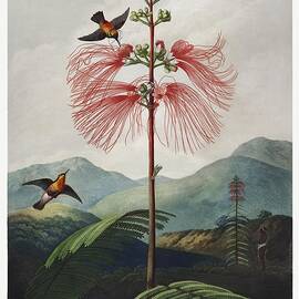 Large-Flowering Sensitive Plant from The Temple of Flora - 1807 by Robert John Thornton by Les Classics