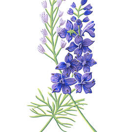 Larkspur July Birth Month Flower Botanical Print on White - Art by Jen Montgomery by Jen Montgomery