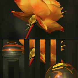Last Gold Rose of Summer - Before and After - Floral Photography - Rose and Abstract Rose by Brooks Garten Hauschild