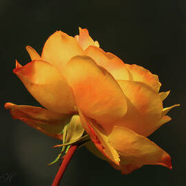 Last Gold Rose of Summer - Single Yellow Rose - Flower Photography - Macro Rose by Brooks Garten Hauschild