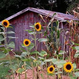 Last of the Sunflowers by Carol McGrath