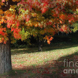 Sugar Maple in Late Autumn Light by Mike Nellums