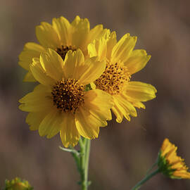 Late Summer Yellow Wildflower  by Cascade Colors