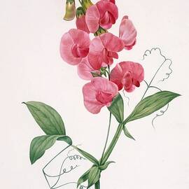 Lathyrus latifolius Everlasting Pea  art by Pierre Joseph Redoute French