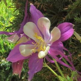 Lavender And White Columbine by Paul - Phyllis Stuart