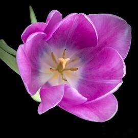 Lavender and White Tulip on Black Background by Karen A Wise