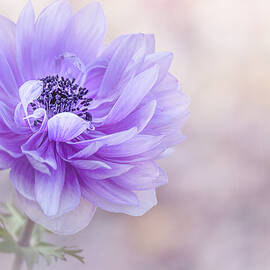 Lavender Anemone by Teresa Wilson