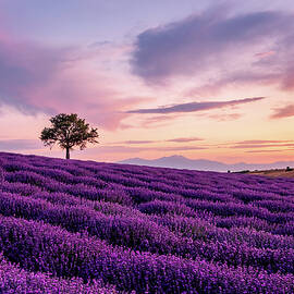 Lavender field with a Lonely Tree and a Mountain in the Background at Sunset by Alexios Ntounas