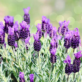 Lavender Flower Buds and Bokeh by Diann Fisher
