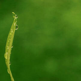 Leaf by Sandi Kroll