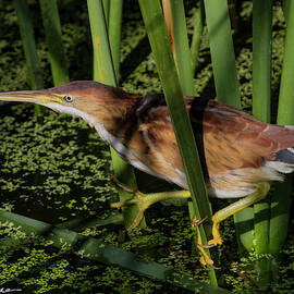 Least Bittern in Reeds by Joe Fisher