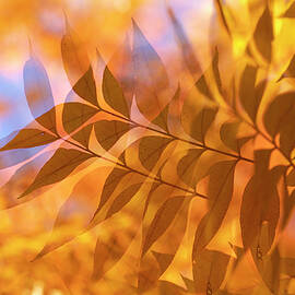 Leaves of Autumn by Sue Cullumber