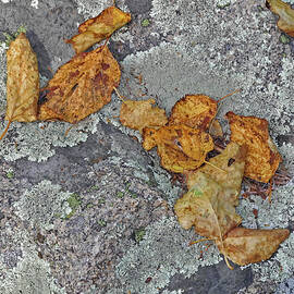 Leaves on Lichen by Lynda Lehmann