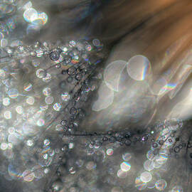 Lentejuelas by Ursula Abresch