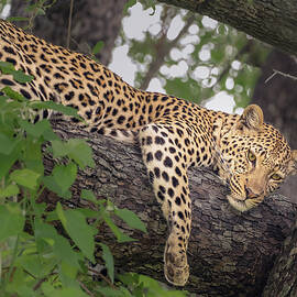 Leopard Botswana Africa by Joan Carroll