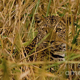 Leopard in Disguise by Saving Memories By Making Memories