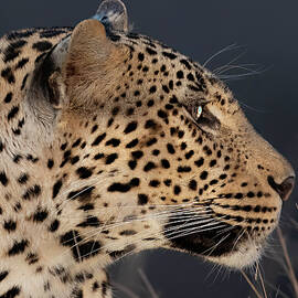 Leopard Profile by Michael Moss