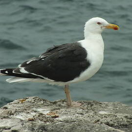 Lesser Black-Backed Gull on Rock by James Dower