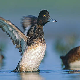 Lesser Scaup Duck I by Tim Fitzharris