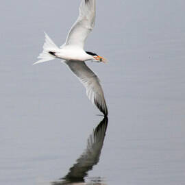 Lest Tern with Fish by Ruth Jolly