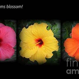 Let Your Dreams Blossom - A Hibiscus Triptych by Dora Sofia Caputo