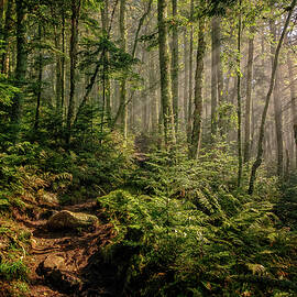 Light In The Forest by Jeff Sinon