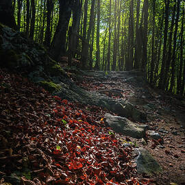 Light on the path by ACAs Photography