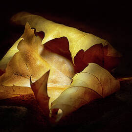 Light Painted Autumn Leaf by Anne Haile