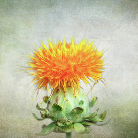 Like a Thistle by Terry Davis