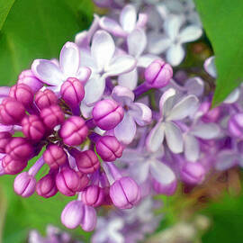 Lilac Bloom by Susan Hope Finley