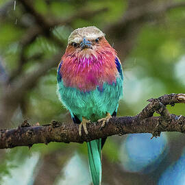 Lilac-breasted Roller by Eric Albright
