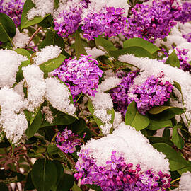 Lilacs and Snow by Mike Lee