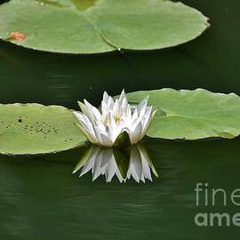 Lily and Pads by Jimmy Chuck Smith