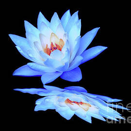 LIly Blue Reflection by Tina Uihlein