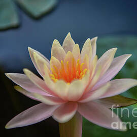 Lily Flower by Shawn Dechant