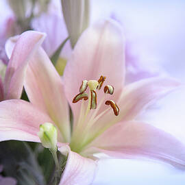 Lily in Pink by Milena Ilieva
