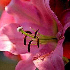 Lily Love by Sharon W