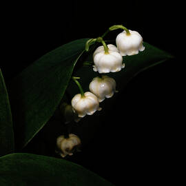 Lily Of The Valley by Denise Harty