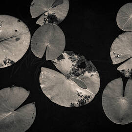 Lily Pads I Toned by David Gordon