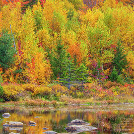 Lily Pond in the New Hampshire White Mountains by Juergen Roth