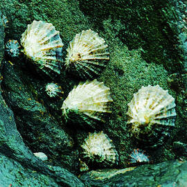 Limpets Wet Effects Vertical by Eddie Barron