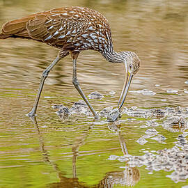 Rare Limpkin Foraging #1 by Morris Finkelstein