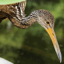 Limpkin, The Crying Bird, Argentina by Venetia Featherstone-Witty