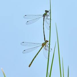 Linked. Damselfly by Jouko Lehto