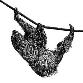 Linnaeus's two-toed sloth by Loren Dowding