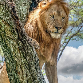 Lion Whisper by Marcy Wielfaert