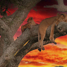 Lioness sleeping on tree branch with cub awake by Steve Estvanik